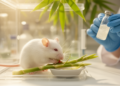 Bamboo-Shoot Probiotic Shields Gut and Tames Inflammation in Mice