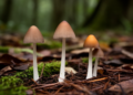 Morphological and phylogenetic study identifies three new Pholiotina species from China