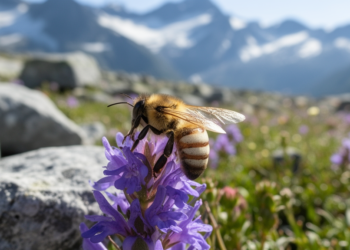 New long-tongued bee species links French Alps with Turkey and Iraq
