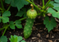 Spiny Wild Cucumber Found in Tiny Assam Sanctuary Becomes New State Record