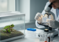Cytogenetic study of 30 Hunan farm frogs finds 26 chromosomes and four submetacentric pairs