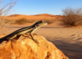 DNA study finds six mitochondrial sublineages in North African and Israeli Ophisops