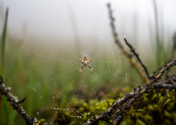 Taxonomic study describes two new Wangaraneus species from Xizang and revises the genus
