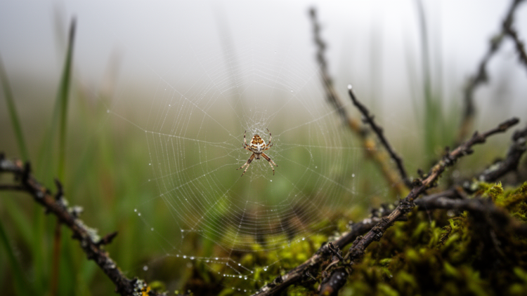 Taxonomic study describes two new Wangaraneus species from Xizang and revises the genus