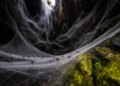 Field study finds a vast mixed-species spider colony sustained by a sulfidic cave food web