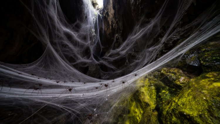 Field study finds a vast mixed-species spider colony sustained by a sulfidic cave food web