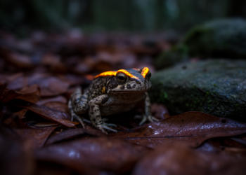 Integrative revision splits Malayan dwarf toad into two species, including golden-crested toad from Thailand
