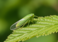 Molecular surveillance finds first Swiss record of ‘Candidatus Phytoplasma ulmi’ in a leafhopper