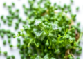 Broccoli-Derived Compound Turned Nanoemulsion Slashes Salmonella on Microgreen Seeds