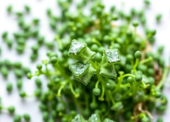 Broccoli-Derived Compound Turned Nanoemulsion Slashes Salmonella on Microgreen Seeds