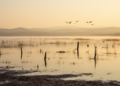 Research report: A baseline waterbird occurrence dataset for Miyun Reservoir, Beijing, China
