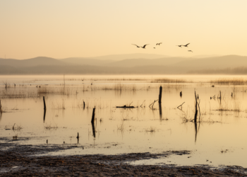 Research report: A baseline waterbird occurrence dataset for Miyun Reservoir, Beijing, China
