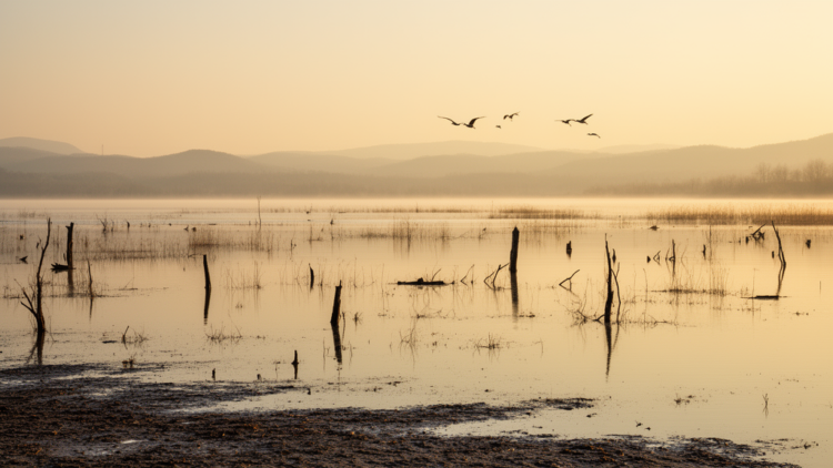 Research report: A baseline waterbird occurrence dataset for Miyun Reservoir, Beijing, China
