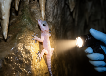 New cave gecko species identified from Guangxi, China, using morphology and DNA analysis