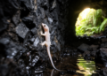 Field study confirms Cyrtodactylus ziegleri in Dak Nong lava caves