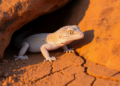 Northern Chile leaf-toed geckos track refuge substrate temperatures, study finds