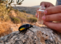 Taxonomic study redescribes Mordellistena microgemellata and documents it in Tunisia