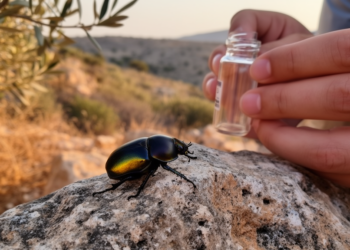 Taxonomic study redescribes Mordellistena microgemellata and documents it in Tunisia