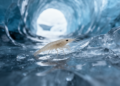 Field and laboratory study finds Allegheny cave amphipods active in New York ice caves but not tolerant of prolonged solid-ice encasement