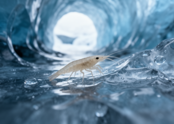 Field and laboratory study finds Allegheny cave amphipods active in New York ice caves but not tolerant of prolonged solid-ice encasement