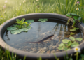 Citizen science field study finds amphibian colonization and breeding in Austrian garden mini-ponds during first season