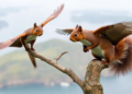 Two Giant Flying Squirrels, One Island, Two Very Different Genetic Journeys