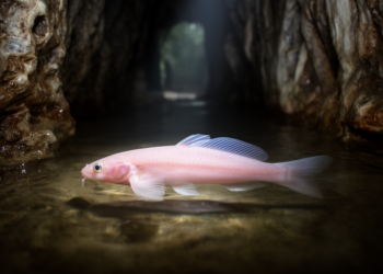 Morphological and genetic study identifies new cave-associated loach species in Guizhou