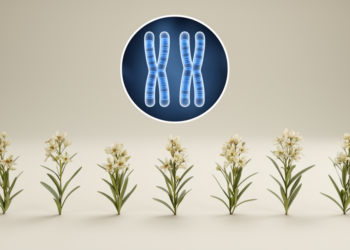 Study reports chromosome number of 18 for seven Armeria species in Italy