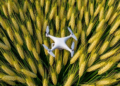 Drone Data Reveals the Critical Wheat Growth Window That Predicts Yield