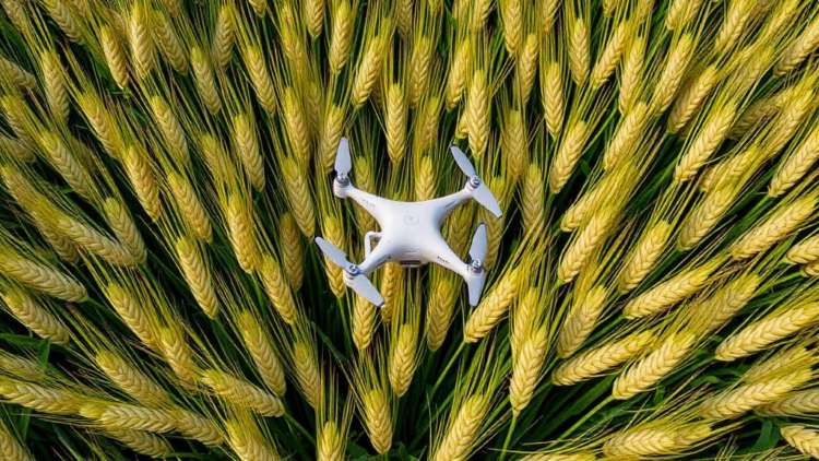 Drone Data Reveals the Critical Wheat Growth Window That Predicts Yield