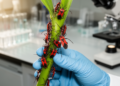Five-specimen cytogenetic study finds a 22-chromosome karyotype in Nysius graminicola