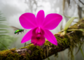 Review finds pollination data for 98 of 1,231 orchid taxa in Guatemala