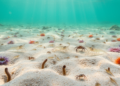 2023 data paper establishes soft-bottom macrobenthos baseline for Chrysi and Mikronisi