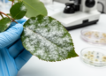 Research report: Revision of powdery mildews ( Ascomycota , Erysiphaceae ) on Rosa in China: unexpected taxonomic complexity with phytopathological implications