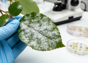 Research report: Revision of powdery mildews ( Ascomycota , Erysiphaceae ) on Rosa in China: unexpected taxonomic complexity with phytopathological implications