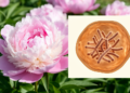 Research report: Tetraploid European paeonies ( Paeonia ) show a homogeneous karyotype asymmetry and structure