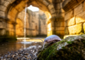 Roman-Era Aqueduct Hides a Brand-New Species of Woodlouse in Spain