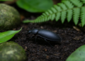 Morphological study of four male darkling beetles documents Annamosdara in China and describes a second species