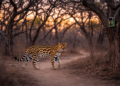 Camera-trap study estimates ocelot breeding and productivity in central Mexican Pacific dry forests