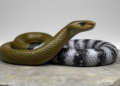 Genetic analysis confirms first-generation Natrix astreptophora × N. maura hybrid in southern Spain