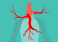 The Aorta's Hidden Second Pump: How Arterial Stretch May Steer Blood to the Brain