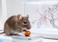 High-fat diet impairs mouse cognition through altered RNA splicing