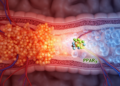 Preclinical Review Links Natural Compounds to PPARγ in Colitis Models