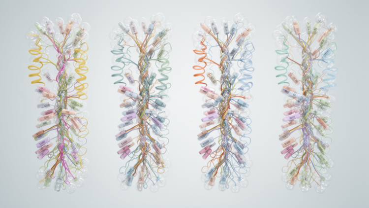 Gene architecture predicts isoform diversity across four genomes