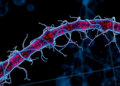 Cellular Bridges Under Low Oxygen: How ER-Mitochondria Contacts Drive Gastric Injury
