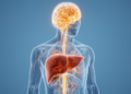 Retrospective MRI study finds distinct brain patterns in cirrhosis but no separation between operational hepatic encephalopathy groups