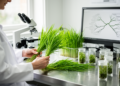 Chromosome mapping reveals varied rDNA patterns across the Schedonorus–Lolium grass complex