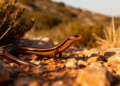 Single-population animal field study of slow worms in southern Catalonia finds female-biased model estimates and seasonal reproduction
