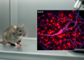 Angelman syndrome mice show disrupted Kv4.2 channel redistribution