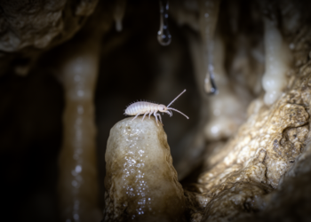 Redescription of two cave-dwelling Oncopodura species from the Balkan Peninsula
